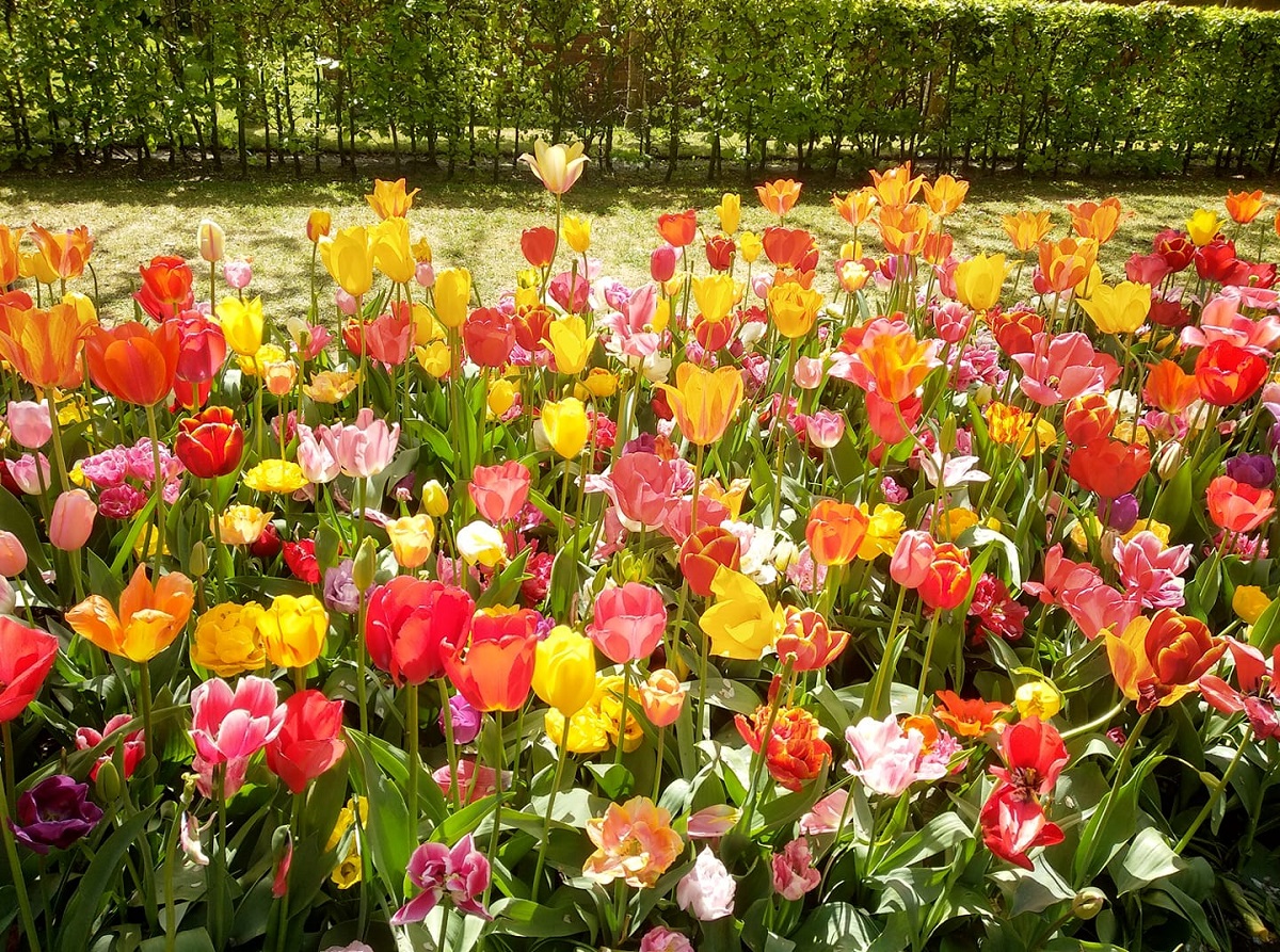Tulipanes en los jardines de Keukenhof: cuándo verlos en 2022