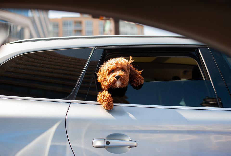 ¿Sabes cómo transportar una mascota en el coche?