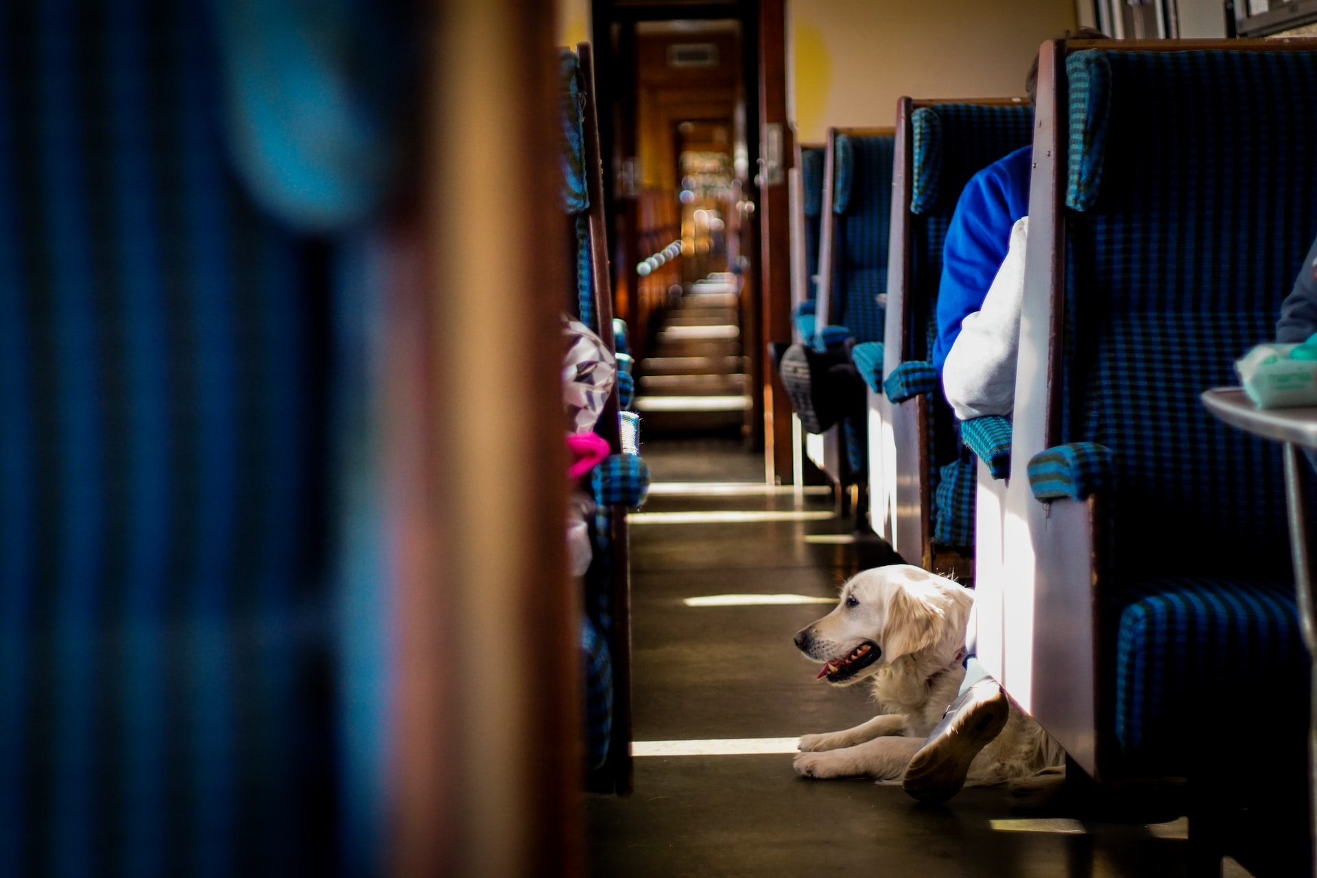 Cómo viajar con un perro en tren