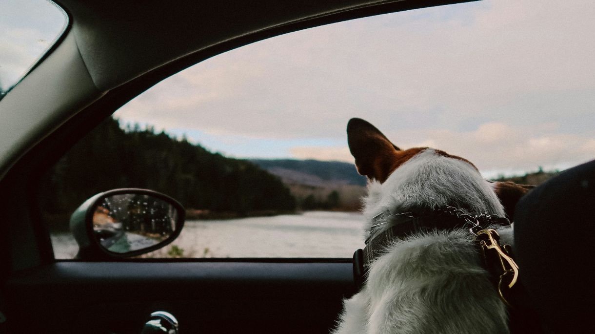 Viajar a la UE con mascotas: ¿qué hacer?