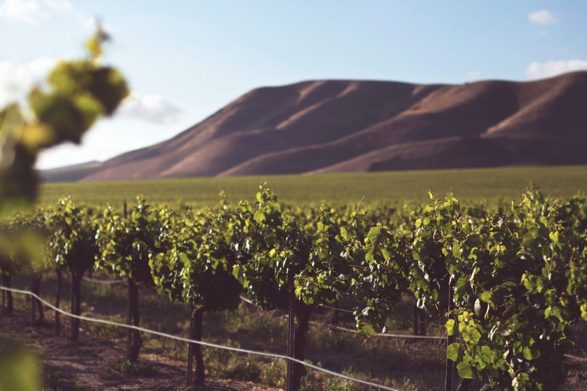 Vinos de Alsacia: descubriendo las 5 bodegas más famosas