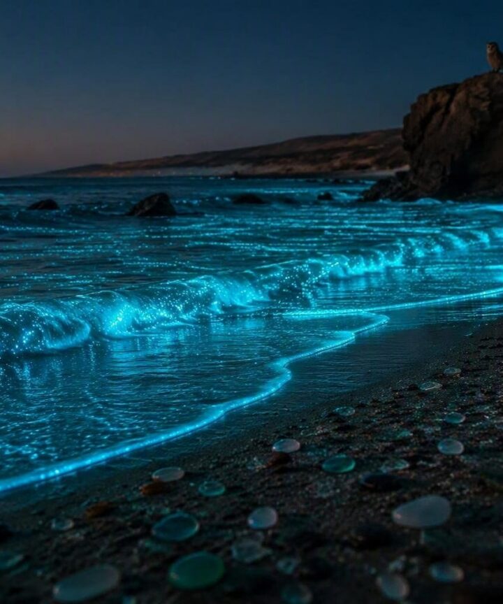 Descubre las playas andaluzas con bioluminiscencia: un espectáculo único
