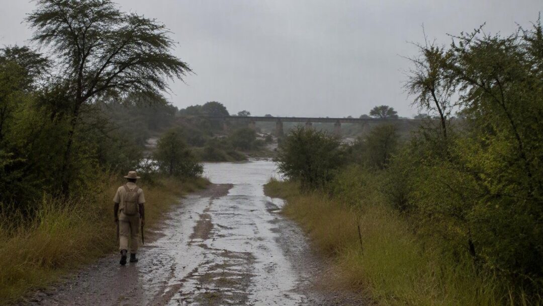 Cómo las inundaciones de 2026 afectaron las carreteras del parque nacional Kruger