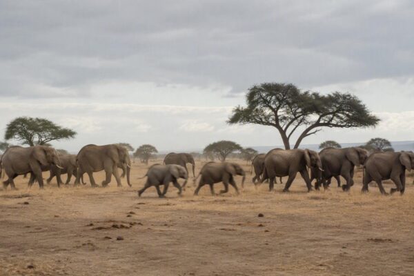 Día Mundial del Elefante 2026: conservación y amenazas de los elefantes