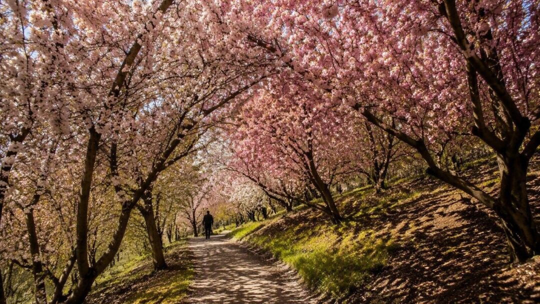 Cherry Grove de Banksia Park: un rincón de primavera en Melbourne