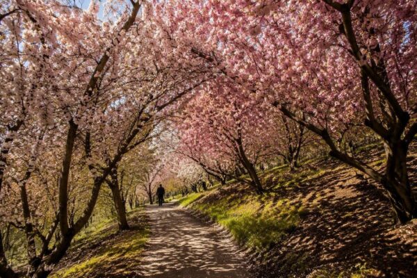 Cherry Grove de Banksia Park: un rincón de primavera en Melbourne