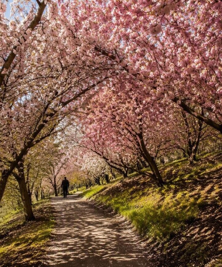 Cherry Grove de Banksia Park: un rincón de primavera en Melbourne