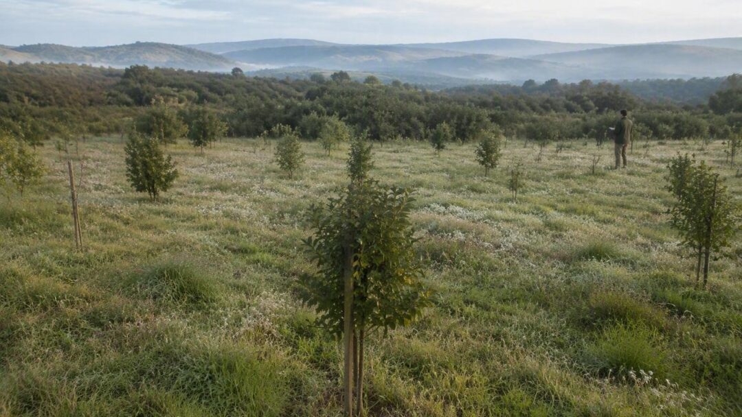 Plan Nacional de Restauración de la Naturaleza: España cumple con la UE