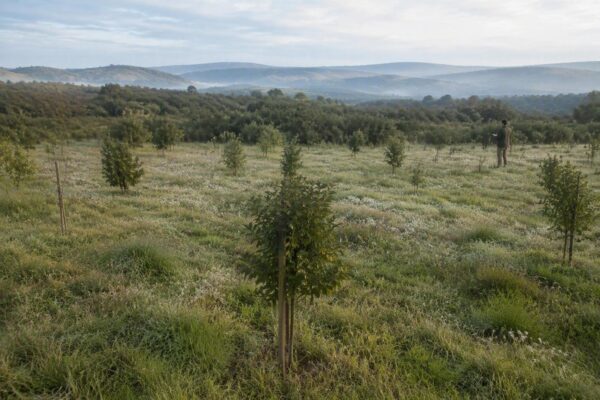 Plan Nacional de Restauración de la Naturaleza: España cumple con la UE