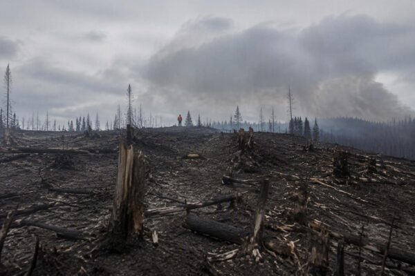 How Climate Change is Fueling Canada's Devastating Wildfires