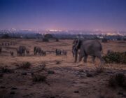 Prince Harry Shifts Charitable Focus from Sentebale to Elephants Without Borders