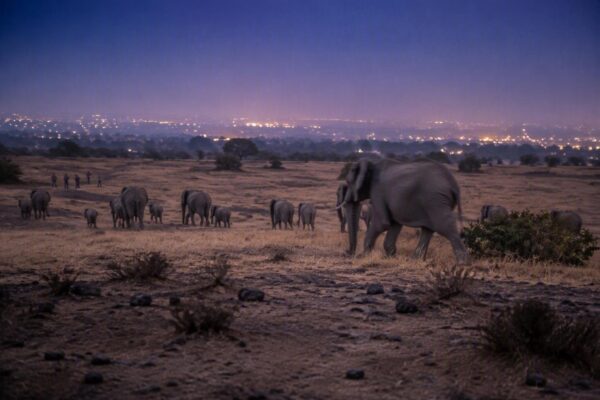 Prince Harry Shifts Charitable Focus from Sentebale to Elephants Without Borders