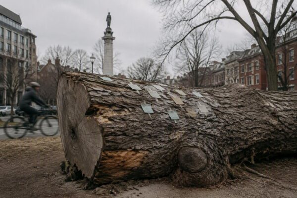 Washington's Dupont Circle tree stump transformed into memorial after storm